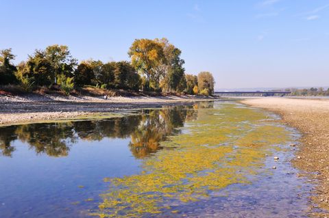 Aufgrund der extremen Trockenheit seit 2018 ist das Flussbett des größten europäischen Wasserwegs, des Rheins, ausgetrocknet, sodass große Sandbänke sichtbar geworden sind