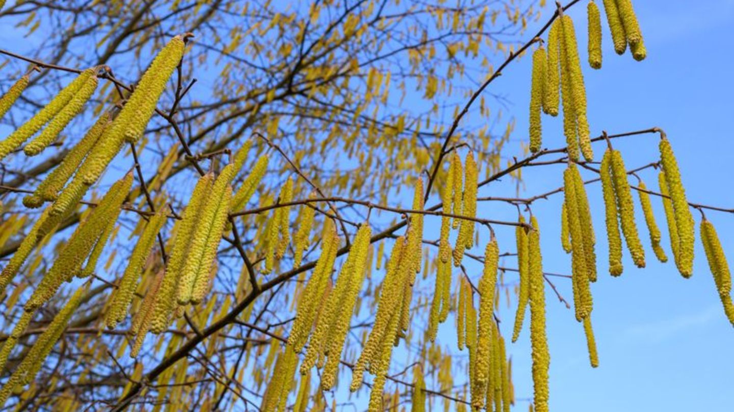 Pollenflug-Ungew-hnlich-fr-h-Pollenallergiker-leiden-schon