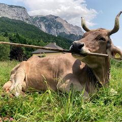 Veronika hat den Stock bereits ergriffen, gleich wird gekratzt