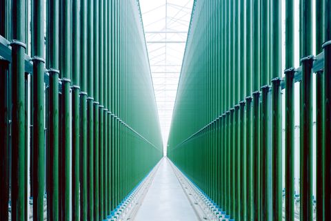 Algen sind als vegane Quelle für Omega-3-Fettsäuren beliebt. Vor allem Mikroalgen werden für Lebensmittel und Nahrungsergänzungsmittel eingesetzt. Rund 20 Tonnen des Superfoods wurden bis Ende 2024 auf einem Hektar ehemaliger Ackerfläche in Niederösterreich produziert – in 43.000 sechs Meter hohen Glasröhren.