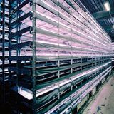 In der Nähe von Kopenhagen befindet sich die größte vertikale Farm Europas, die gleichzeitig eine der größten weltweit ist. In einer 7000 Quadratmeter großen Halle werden Salate, Kräuter und Beeren auf 14 Etagen angebaut. Für die Beleuchtung sind 20.000 LED-Leuchten nötig. Die Anlage wird mit Windenergie betrieben. Pestizide und Düngemittel kommen nicht zum Einsatz, zudem soll der Anbau emissionsfrei sein, weil Wasser und Nährstoffe in den Kreislauf zurückgeführt werden.