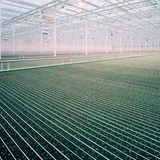 Gemüse frisch vom Feld nebenan: Das Versprechen regional produzierter Lebensmittel ruft bei vielen Menschen idyllische Landschaftsbilder hervor. Regionalität schließt Hightech-Farmen aber nicht aus: Ein Großteil der Produkte aus den Gewächshäusern in Kentucky erreicht die Konsumentinnen und Konsumenten innerhalb eines Tages.