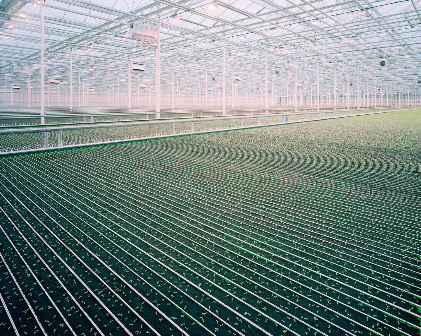 Gemüse frisch vom Feld nebenan: Das Versprechen regional produzierter Lebensmittel ruft bei vielen Menschen idyllische Landschaftsbilder hervor. Regionalität schließt Hightech-Farmen aber nicht aus: Ein Großteil der Produkte aus den Gewächshäusern in Kentucky erreicht die Konsumentinnen und Konsumenten innerhalb eines Tages.