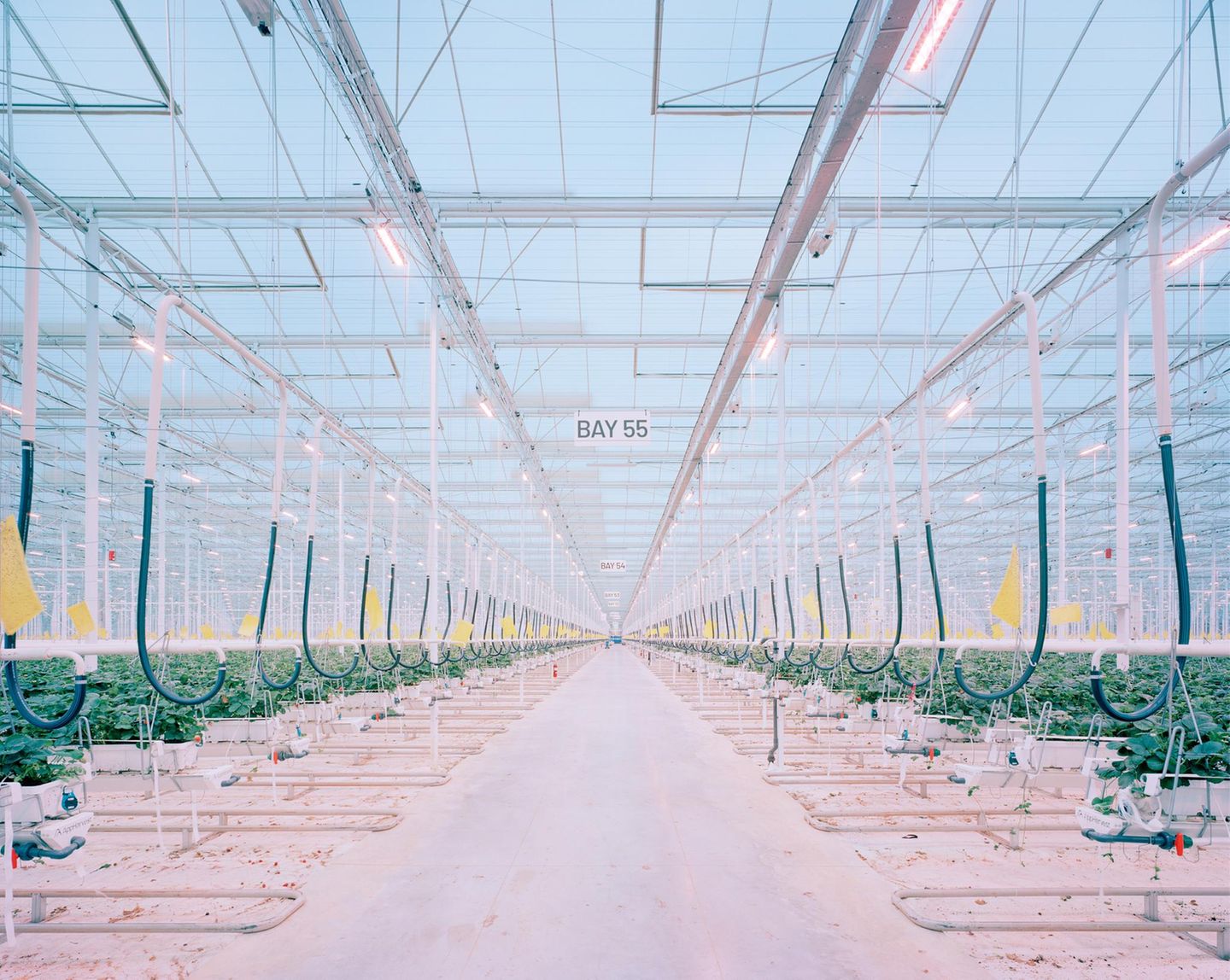 Die Gewächshäuser sind robotik- und KI-gestützt. Solarenergie und Regenwasser decken einen Großteil des Strom- und Wasserbedarfs.