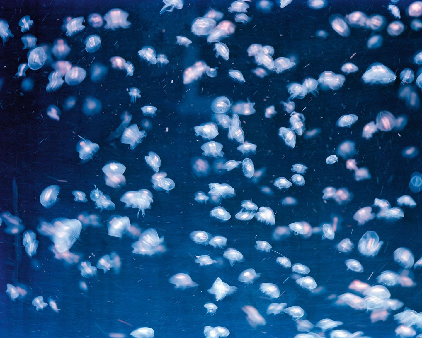 Europas größte Quallenzucht befindet sich in Osthessen. In der Nähe von Fulda liegt die Stadtrandgemeinde Künzel. Hier steht die hochmoderne Anlage, die dazu dienen soll, Quallen unter kontrollierten Bedingungen nachhaltig zu züchten. Die wachsende Nachfrage stammt nicht nur aus der Lebensmittelbranche, sondern auch aus der Kosmetikindustrie und der Wissenschaft.