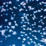 Europas größte Quallenzucht befindet sich in Osthessen. In der Nähe von Fulda liegt die Stadtrandgemeinde Künzel. Hier steht die hochmoderne Anlage, die dazu dienen soll, Quallen unter kontrollierten Bedingungen nachhaltig zu züchten. Die wachsende Nachfrage stammt nicht nur aus der Lebensmittelbranche, sondern auch aus der Kosmetikindustrie und der Wissenschaft.