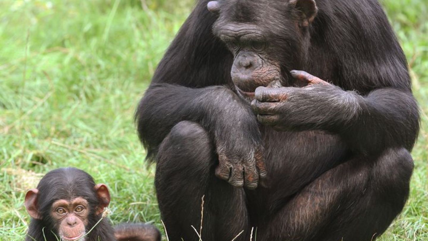 Jungtiere sind süß und Publikumsmagneten - doch wohin mit ihnen, wenn sie größer werden? Foto: Holger Hollemann/dpa