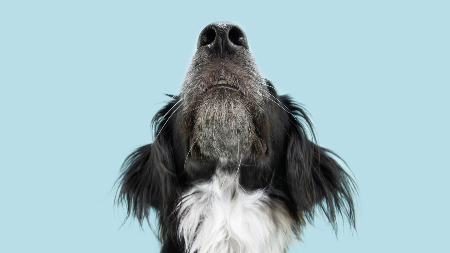 Gl-nzender-Riecher-Fakten-und-Irrt-mer-Warum-Hundenasen-meistens-feucht-sind