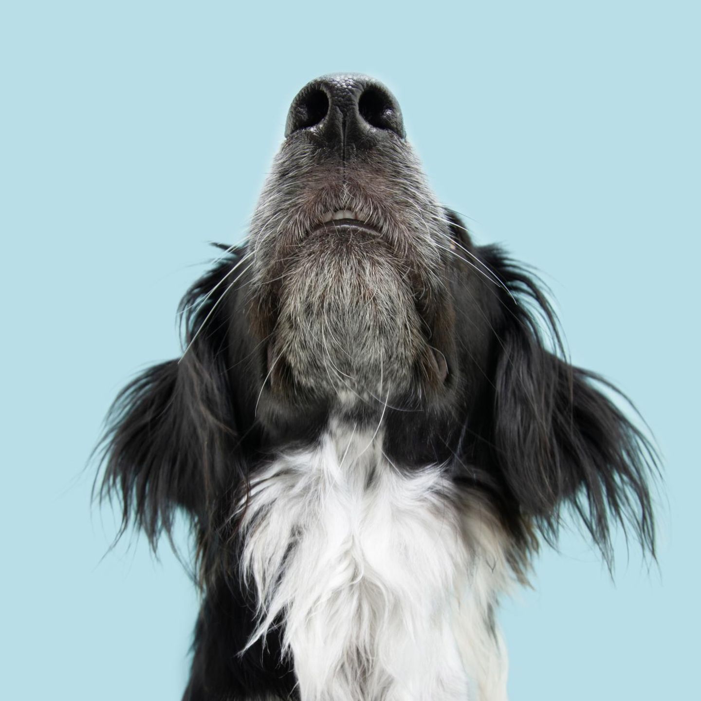 Was hier glänzt, verspricht Hochleistung: Die feuchte Nase macht den Hund zu einem Riechweltmeister