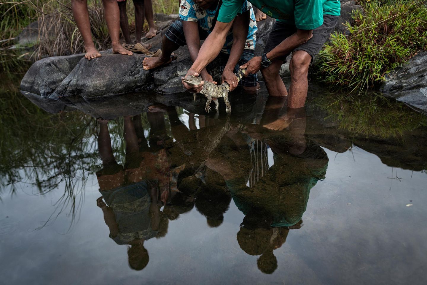 In Dunoy, einem Dorf auf den Philippinen, setzt eine Gemeinschaft ein junges Krokodil in einen Bach nahe dem Disulap-Fluss aus. Die Freilassung ist der letzte Schritt eines "Head-Start-Programms", das das Überleben des vom Aussterben gefährdeten Philippinen-Krokodils sichern soll: Jungtiere werden zunächst geschützt aufgezogen und später in geeignete Habitate zurückgebracht. Das Bild zeigt den Moment der Übergabe, viele Hände halten das kostbare Tier, bevor es selbstständig seinen Weg findet. Für die Bewohner ist die Rückkehr des Krokodils keine Bedrohung, sondern ein Erfolg: der Versuch, ein fast verlorenes Wesen zu retten. Und damit einen Teil des ökologischen Gleichgewichtes zurückzugewinnen.
