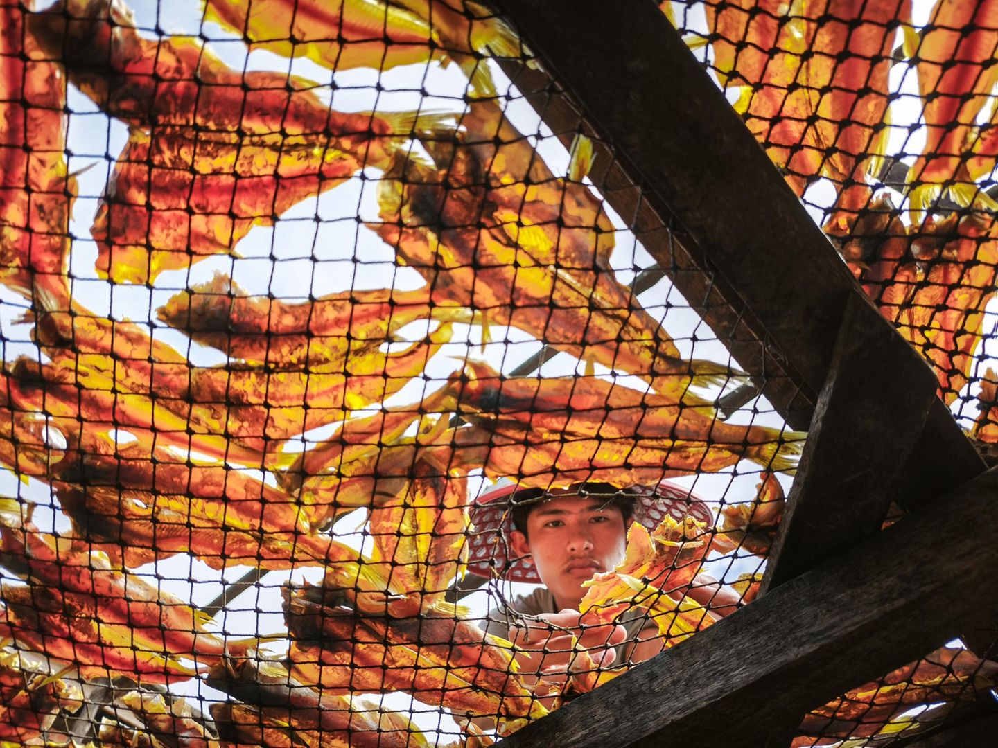 Ein junger Arbeiter in Myanmar arrangiert getrockneten Fisch. Präzise, konzentriert, routiniert. Von unten wirkt die Szenerie beinahe abstrakt: Die orange-gelben Meeresfrüchte leuchten wie buntes Glas, während der Blick des Jungen durch das Gitter fällt. Doch hinter dem ästhetischen Muster steckt Expertise und Handwerk. Trocknen ist eine traditionelle Konservierungsmethode, die Fisch auch ohne Kühlung haltbar macht. Und daher besonders in Regionen, in denen Strom knapp oder unzuverlässig ist, ein wichtiger Bestandteil der Lebensmittelversorgung und des Handels. Stundenlang wenden Arbeiter die kostbaren Leckerbissen, achten auf Luftzirkulation und Sonneneinfall. Ein uralter Prozess, der von Hitze, Zeit und Erfahrung lebt. Und der in diesem Bild verblüffend modern daherkommt.