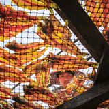 Ein junger Arbeiter in Myanmar arrangiert getrockneten Fisch. Präzise, konzentriert, routiniert. Von unten wirkt die Szenerie beinahe abstrakt: Die orange-gelben Meeresfrüchte leuchten wie buntes Glas, während der Blick des Jungen durch das Gitter fällt. Doch hinter dem ästhetischen Muster steckt Expertise und Handwerk. Trocknen ist eine traditionelle Konservierungsmethode, die Fisch auch ohne Kühlung haltbar macht. Und daher besonders in Regionen, in denen Strom knapp oder unzuverlässig ist, ein wichtiger Bestandteil der Lebensmittelversorgung und des Handels. Stundenlang wenden Arbeiter die kostbaren Leckerbissen, achten auf Luftzirkulation und Sonneneinfall. Ein uralter Prozess, der von Hitze, Zeit und Erfahrung lebt. Und der in diesem Bild verblüffend modern daherkommt.