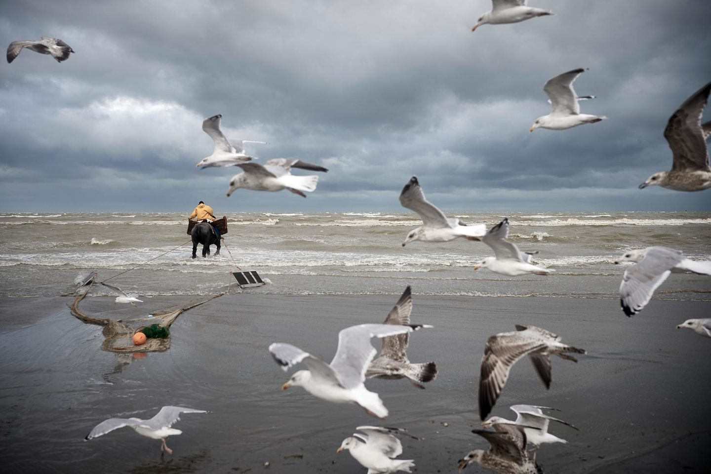 An der belgischen Nordseeküste zieht ein Pferd ein Sacknetz ins Flachwasser. Seit Jahrhunderten wird hier so gefischt, eine robuste Technik, bei der zwei Holzbretter an den Seiten das Netz offenhalten, während die Tiere gegen Brandung und Strömung anarbeiten. Möwen kreisen dicht darüber, bereit, aufgescheuchte Happen zu erbeuten. Das Pferdefischen ist eine archaisch wirkende Praxis, die in Zeiten industrieller Fischerei selten geworden ist, und die von der UNESCO im Jahr 2013 zum immateriellen Kulturerbe erhoben wurde. Zwischen Sand, Salz und Wind verbinden sich tierische Kraft und menschliche Erfahrung zu einer einzigartigen Technik, die den Gezeiten folgt.