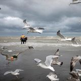 An der belgischen Nordseeküste zieht ein Pferd ein Sacknetz ins Flachwasser. Seit Jahrhunderten wird hier so gefischt, eine robuste Technik, bei der zwei Holzbretter an den Seiten das Netz offenhalten, während die Tiere gegen Brandung und Strömung anarbeiten. Möwen kreisen dicht darüber, bereit, aufgescheuchte Happen zu erbeuten. Das Pferdefischen ist eine archaisch wirkende Praxis, die in Zeiten industrieller Fischerei selten geworden ist, und die von der UNESCO im Jahr 2013 zum immateriellen Kulturerbe erhoben wurde. Zwischen Sand, Salz und Wind verbinden sich tierische Kraft und menschliche Erfahrung zu einer einzigartigen Technik, die den Gezeiten folgt.