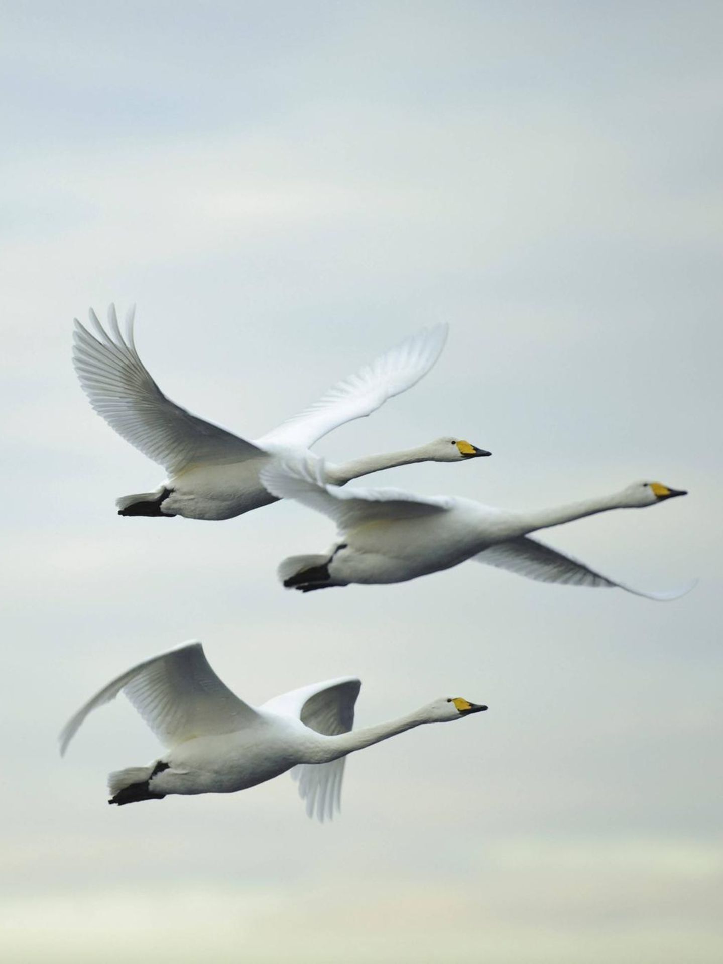 So gesprächig Singschwäne am Boden sind: Im Flug sind sie – im Gegensatz zu den Höckerschwänen – fast lautlos