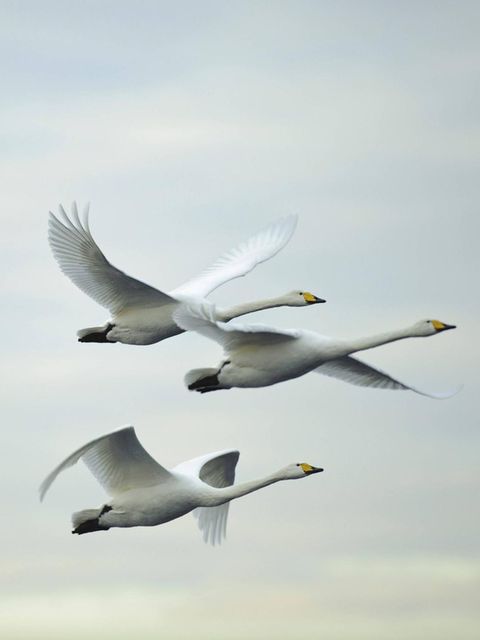 So gesprächig Singschwäne am Boden sind: Im Flug sind sie – im Gegensatz zu den Höckerschwänen – fast lautlos