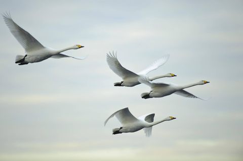 So gesprächig Singschwäne am Boden sind: Im Flug sind sie – im Gegensatz zu den Höckerschwänen – fast lautlos