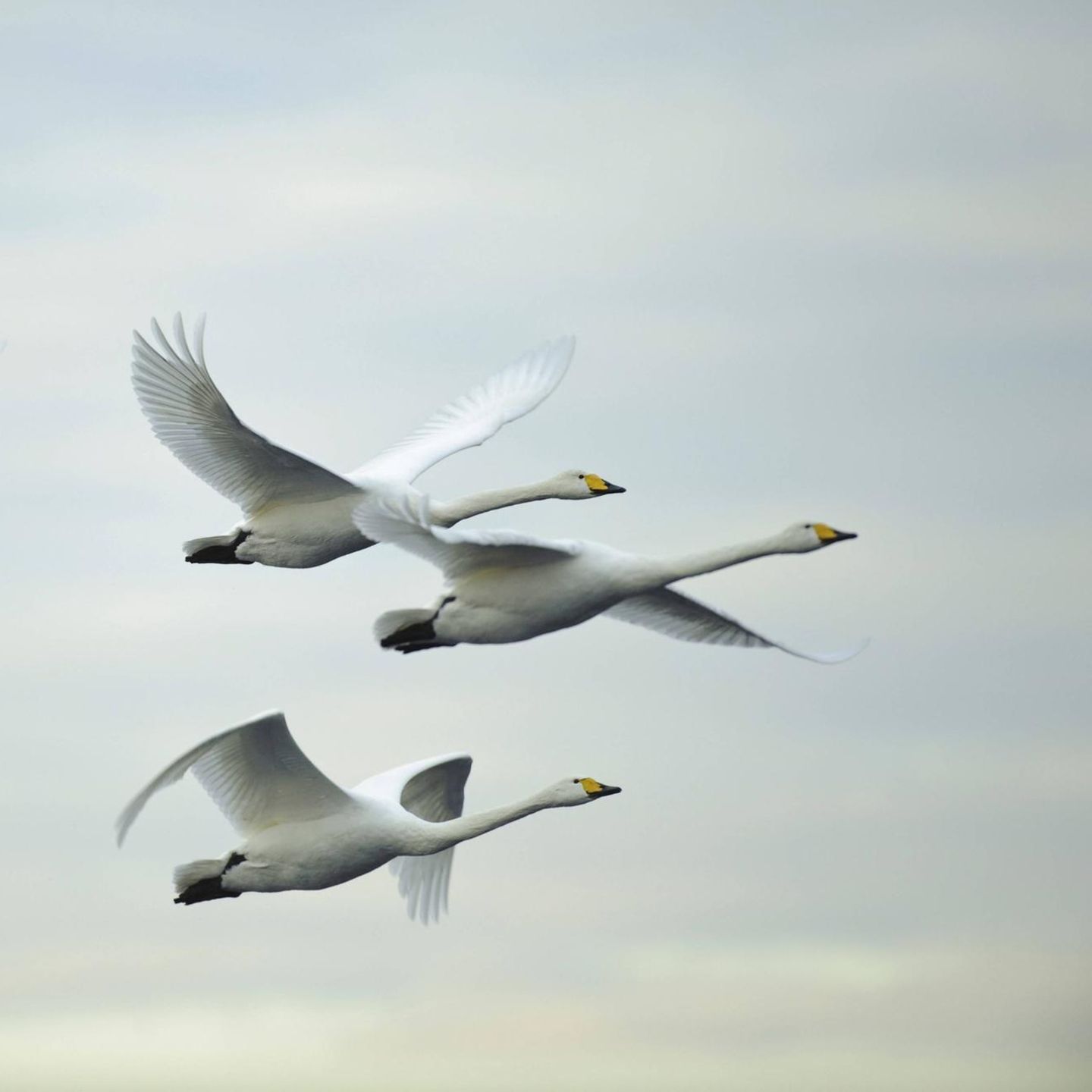 So gesprächig Singschwäne am Boden sind: Im Flug sind sie – im Gegensatz zu den Höckerschwänen – fast lautlos