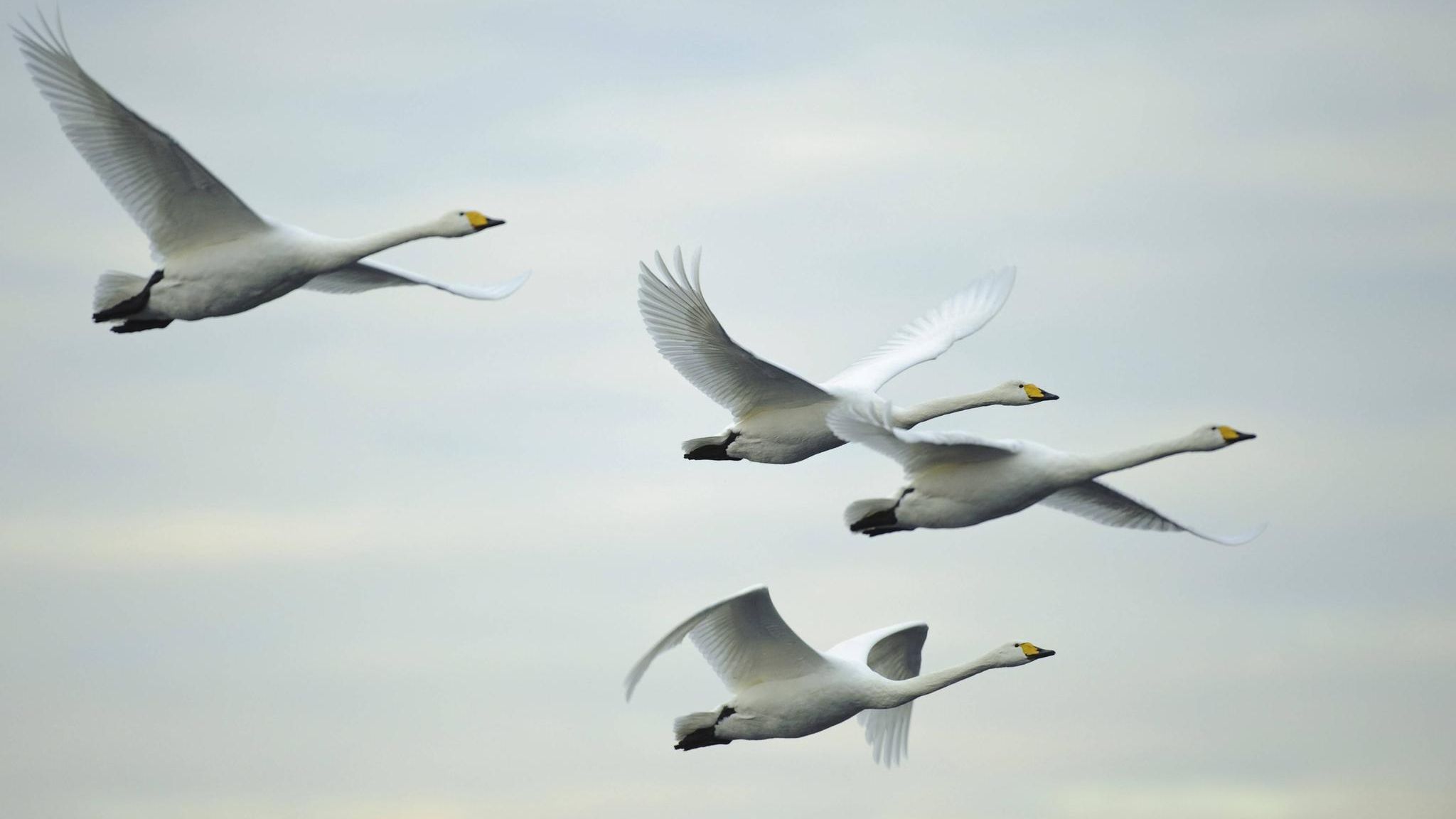 So gesprächig Singschwäne am Boden sind: Im Flug sind sie – im Gegensatz zu den Höckerschwänen – fast lautlos