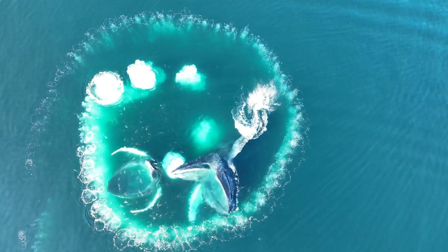 Raffinierte-Jagdtechnik-Drohnenaufnahmen-zeigen-eindrucksvoll-wie-Buckelwale-voneinander-lernen