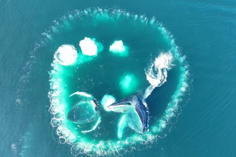 Raffinierte Jagdtechnik: Drohnenaufnahmen zeigen eindrucksvoll, wie Buckelwale voneinander lernen