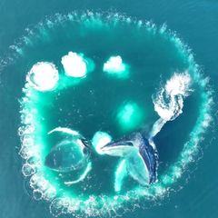 Raffinierte Jagdtechnik: Drohnenaufnahmen zeigen eindrucksvoll, wie Buckelwale voneinander lernen