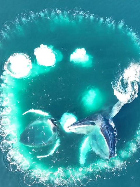 Raffinierte Jagdtechnik: Drohnenaufnahmen zeigen eindrucksvoll, wie Buckelwale voneinander lernen