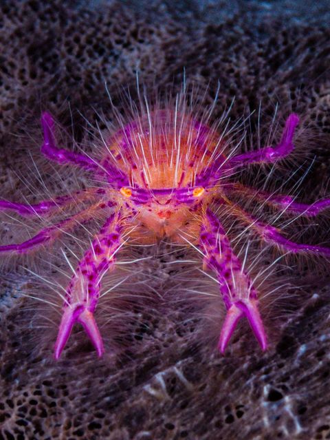 Haariger pinker Schwamm-Springkrebs in Indonesien auf dunklem Untergrund