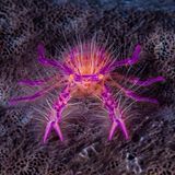 Haariger pinker Schwamm-Springkrebs in Indonesien auf dunklem Untergrund