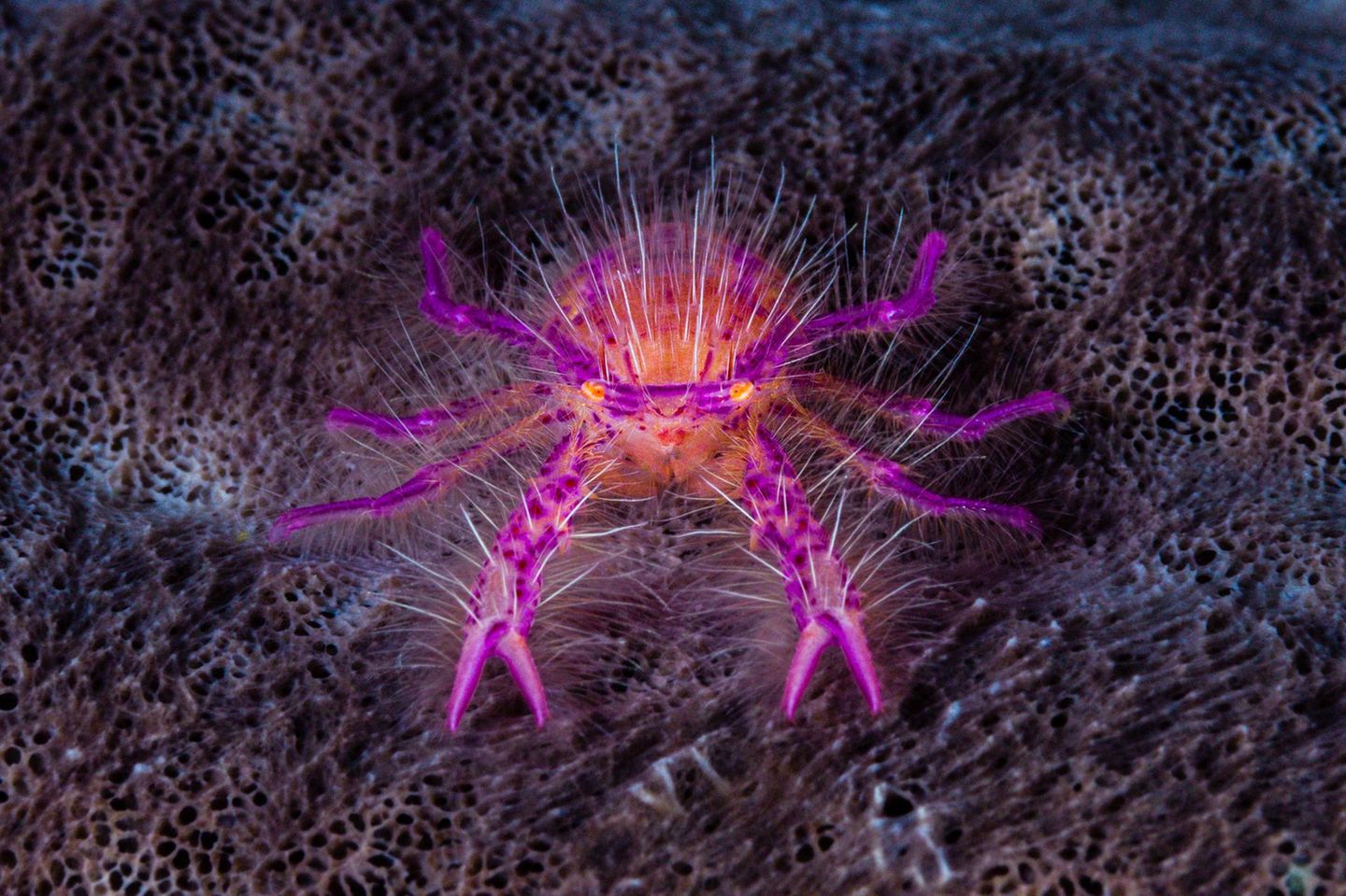 Haariger pinker Schwamm-Springkrebs in Indonesien auf dunklem Untergrund