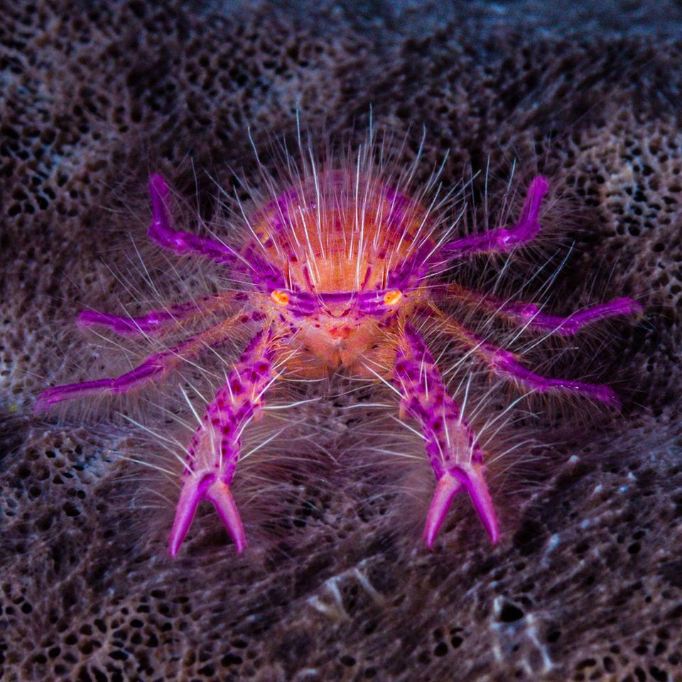 Haariger pinker Schwamm-Springkrebs in Indonesien auf dunklem Untergrund