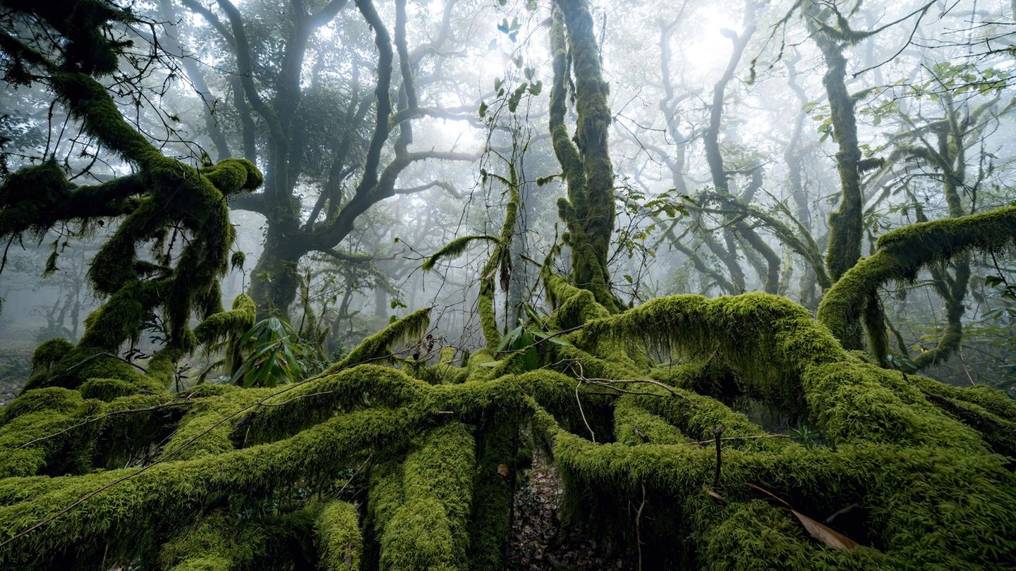 Biophobie-Wenn-der-Wald-unheimlich-wird-Immer-mehr-Menschen-f-rchten-sich-vor-der-Natur