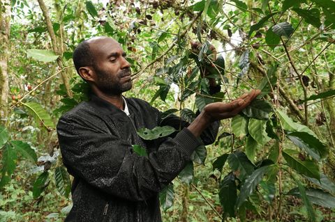 Wildkaffeebauer pflückt Kaffeekrischen