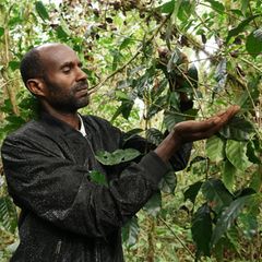 Wildkaffeebauer pflückt Kaffeekrischen