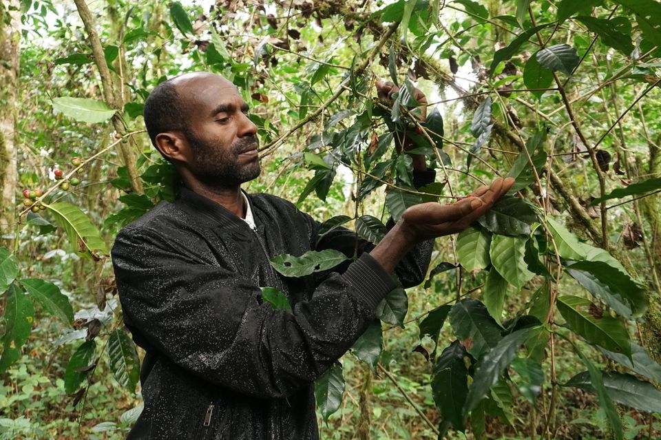 Wildkaffeebauer pflückt Kaffeekrischen