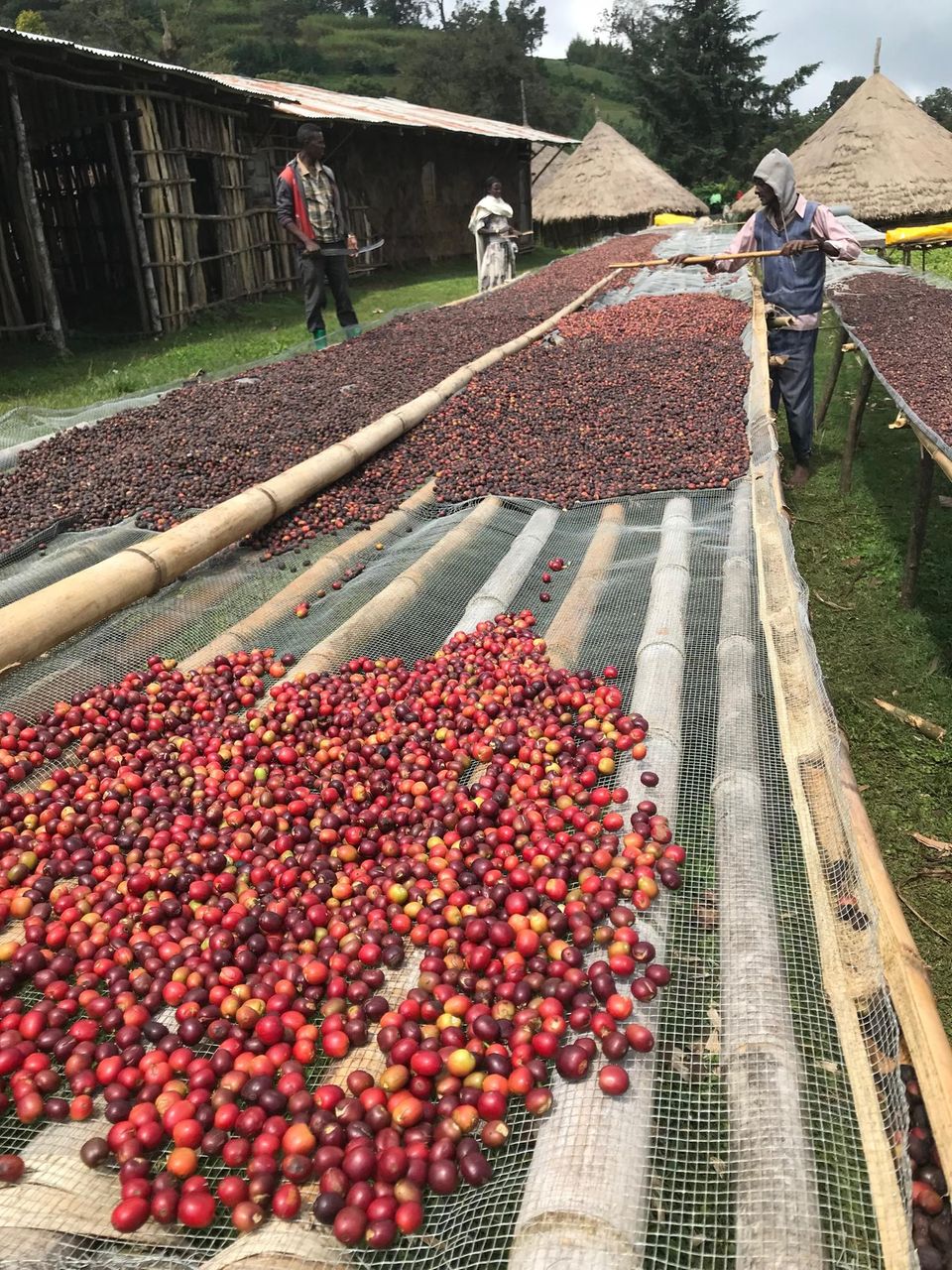 Kaffee trocknet auf Bambustischen