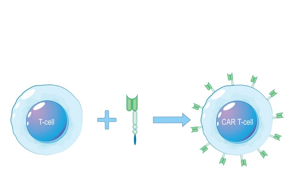 Infografik: Eine T-Zelle wird in eine CAR-T-Zelle umgewandelt