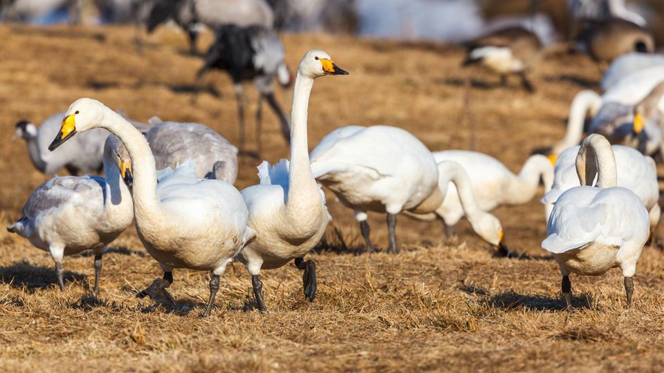 Ton an! So klingen Singschwäne