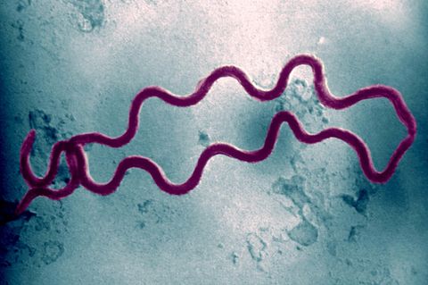 Elektronenmikroskopaufnahme des Bakteriums Treponema Pallidum Bacteria