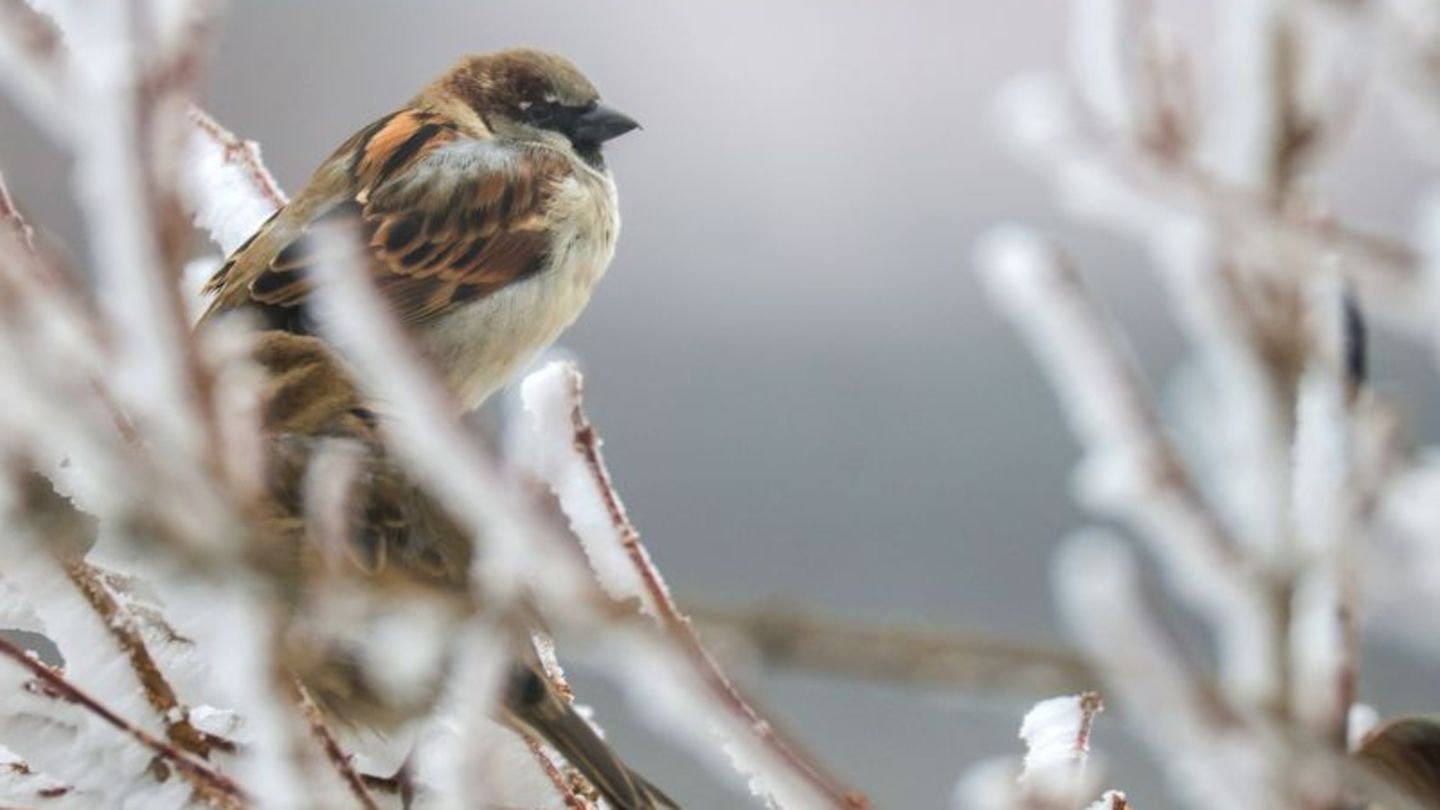 Trotz eines Rückgangs führt der Haussperling die Rangliste weiter an. Foto: Thomas Warnack/dpa