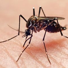 Die tropische Gelbfiebermücke (Aedes aegypti), auch Denguemücke oder Ägyptische Tigermücke genannt, ist der wichtigste Überträger der Erreger von Gelb-, Dengue- und Zikafieber und weiteren Viruserkrankungen