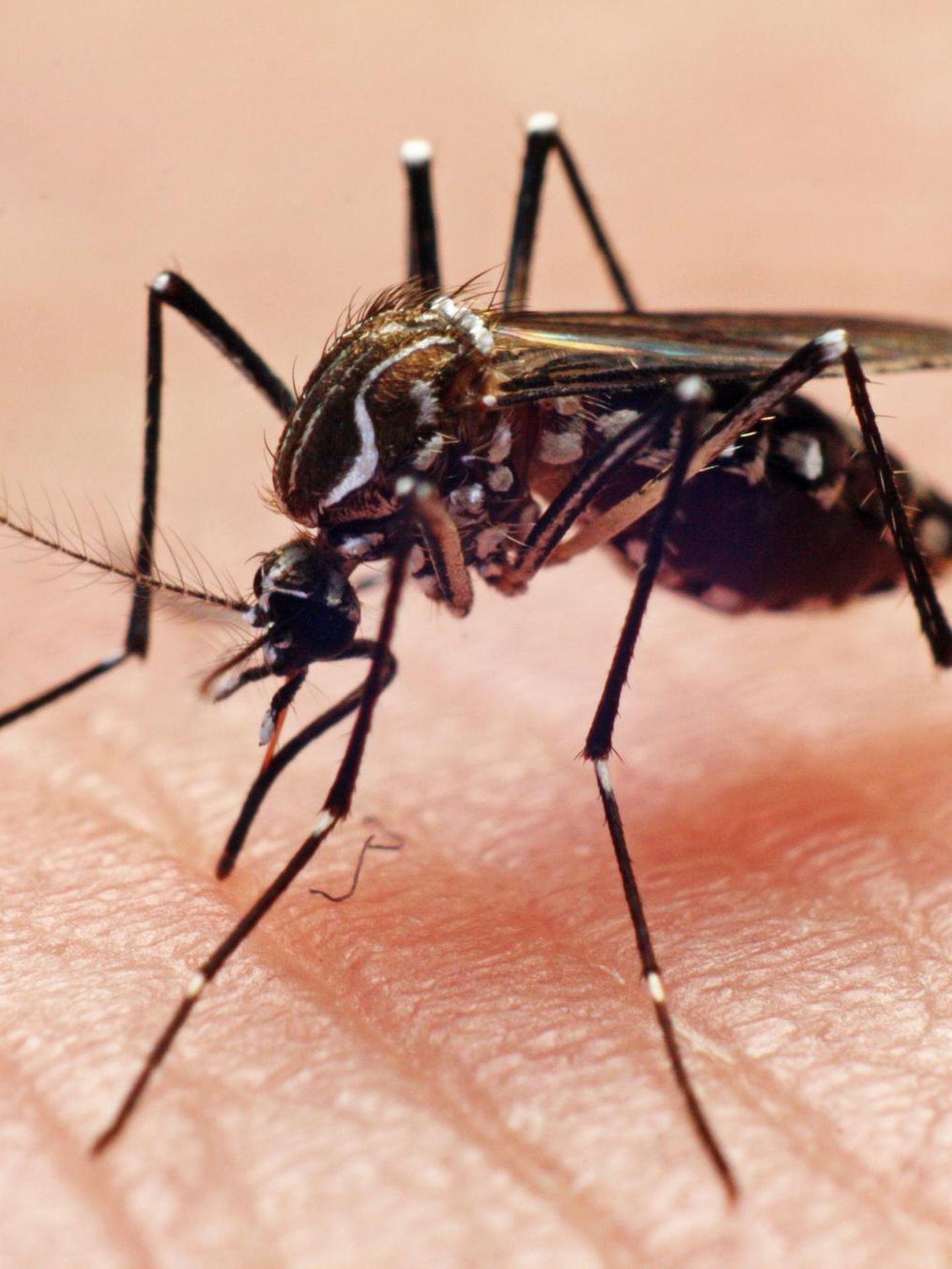 Die tropische Gelbfiebermücke (Aedes aegypti), auch Denguemücke oder Ägyptische Tigermücke genannt, ist der wichtigste Überträger der Erreger von Gelb-, Dengue- und Zikafieber und weiteren Viruserkrankungen