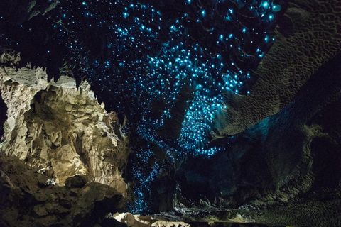 Etwa 11.000 unerforschte Spezies hierzulande gehören zwei Insektengruppen an: den parasitoiden Wespen und den Mücken. Die Larven einiger Arten von Langhornmücken leuchten in dunklen Höhlen wie Sterne am Firmament, um Beute anzulocken