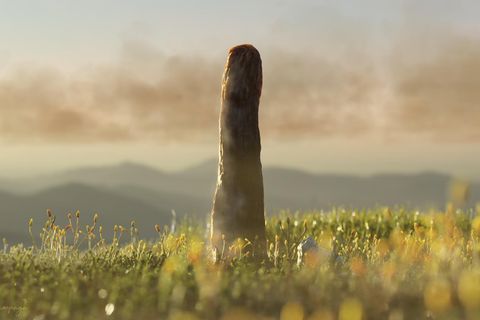 Visualisierung von Prototaxites