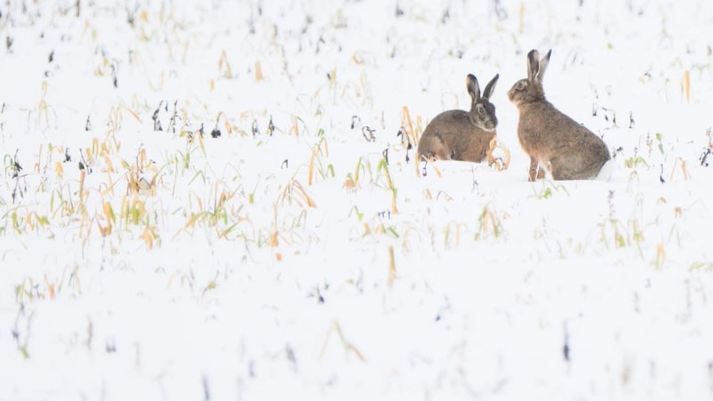 Trotz Schneefall war vor allem der Dezember nach Experteneinschätzung bislang zu trocken in Deutschland. (Symbolbild) Foto: Juli