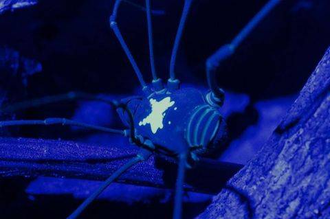 Unter UV-Licht kommt das Rückenmuster des Weberknechts besonders zur Geltung