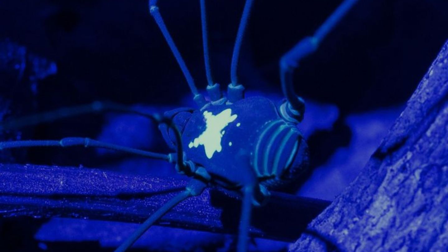 Unter UV-Licht kommt das Rückenmuster des Weberknechts besonders zur Geltung