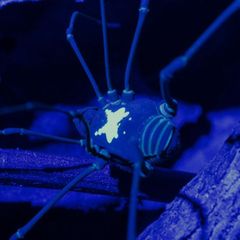 Unter UV-Licht kommt das Rückenmuster des Weberknechts besonders zur Geltung