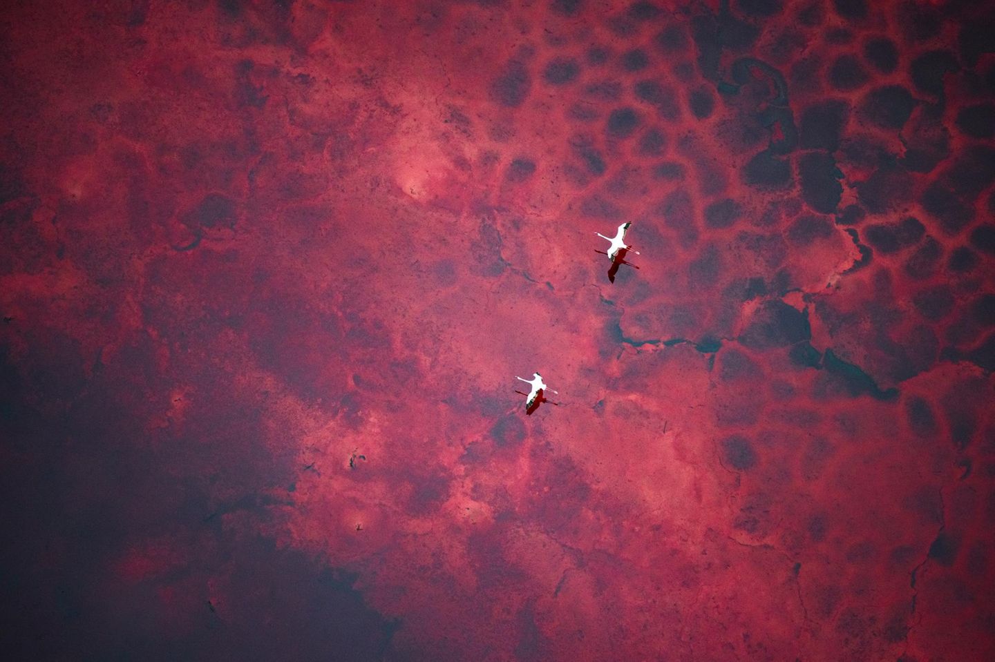 Aus einem Hubschrauber mit offenen Türen fotografierte die deutsche Fotografin Silke Hullmann den blutroten Magadi-See in Kenia. Die karge Landschaft ist extrem rau und trocken, Wasser verdunstet schnell. Der flache, stark alkalische See ist reich an Algen und Mikroorganismen, die ihm seine rote Färbung geben. Aus der Vogelperspektive werden die Strukturen des Untergrunds sichtbar – dieselbe einzigartige Sicht, die auch die Flamingos haben, als wären sie auf einem roten Platen unterwegs. Passend dazu trägt das Bild den Titel "Auf dem Weg zum Mars".