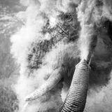 Einen Sinn für den großen Auftritt kann man diesem Elefantenbullen kaum absprechen. Fotograf Dana Allen erwischte den perfekten Moment, als sich der Dickhäuter bei seinem Bad genüsslich mit Staub bedeckte. Entstanden ist die Aufnahme im Ngorongoro-Schutzgebiet in Tansania.